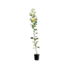 200mm Dwarf Apple Bite Size - Malus hybrid