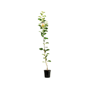200mm Dwarf Apple Bite Size - Malus hybrid