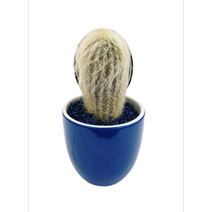 Ceramic Planter Size D Cacti