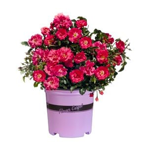 Bush Roses