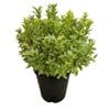 2L Variegated Dwarf Kohuhu - Pittosporum Glo Ball