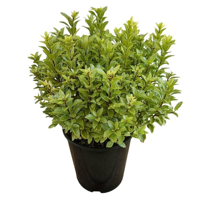 2L Variegated Dwarf Kohuhu - Pittosporum Glo Ball