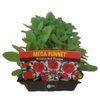 Petunia Red Picotee - Mega Punnet Flowering Range