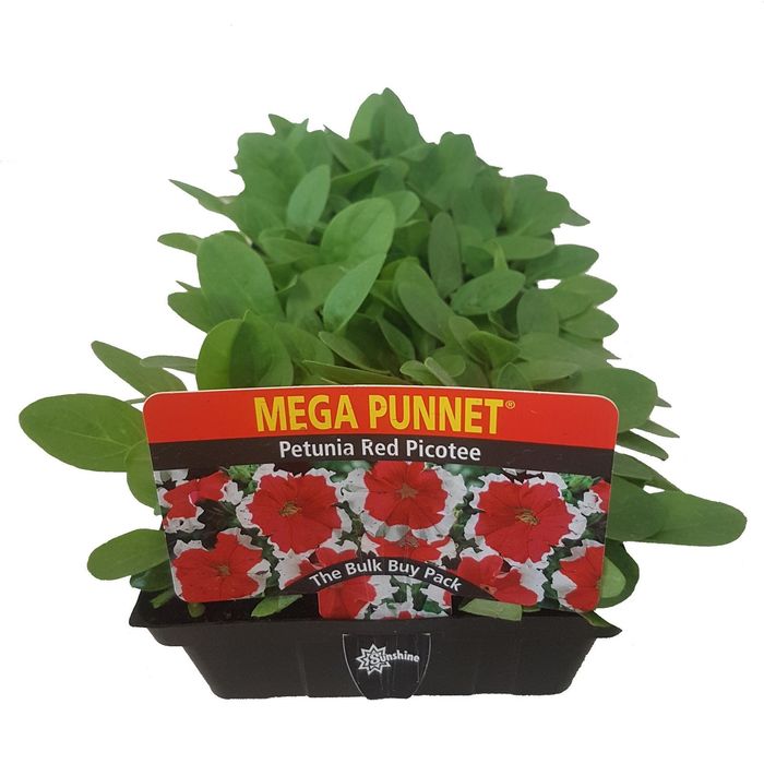 Petunia Red Picotee - Mega Punnet Flowering Range