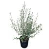 2L Korokio - Corokia Emerald N Jade