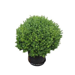400mm English Box - Buxus sempervirens topiary