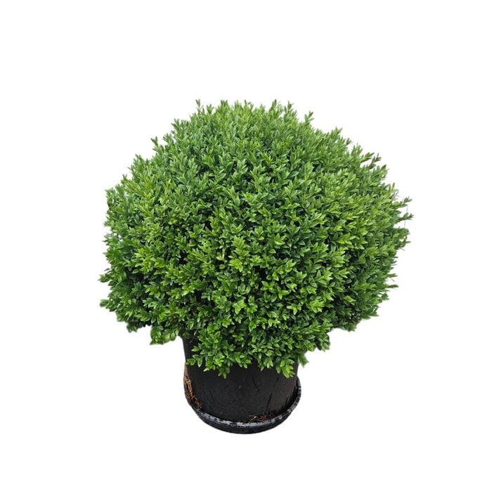 400mm English Box - Buxus sempervirens topiary