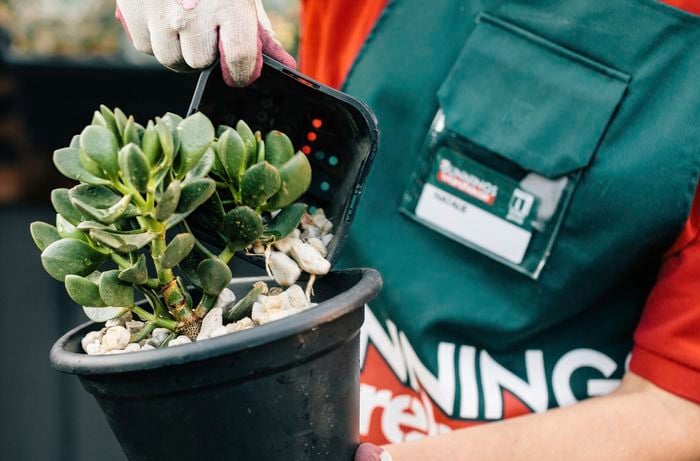 A punnet of rocks being used to fill a plant pot around a succulent