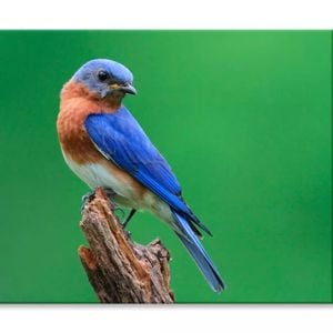 Blue Bird Sitting on Top of Tree Beach  Print 100% Australian Made 90 x 60cm  (Stretched)