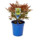 180mm Compact Heavenly Bamboo 'Moon Bay' - Nandina domestica