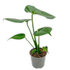 120mm Fruit Salad Plant - Monstera deliciosa