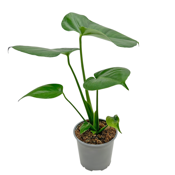 120mm Fruit Salad Plant - Monstera deliciosa
