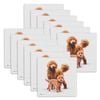 12PK Ashdene Puppy Love Groodle Ceramic Coaster Square 10x10cm