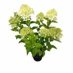 200mm Limelight - Hydrangea paniculata