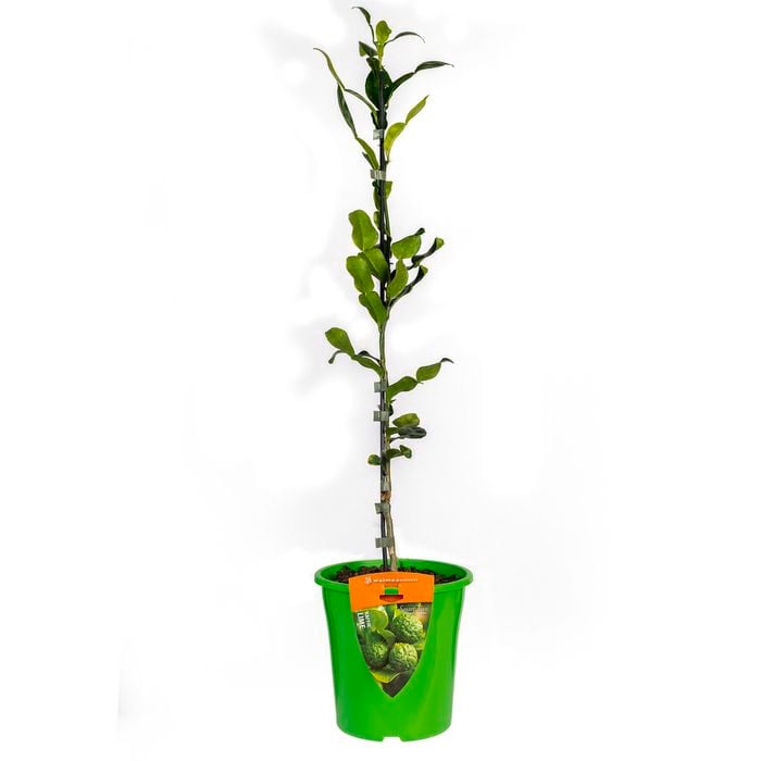 Plant Citrus Lime Kaffir 3.5l