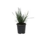 140mm Lomandra Cracker Jack - Lomandra Confertifolia Rubiginosa