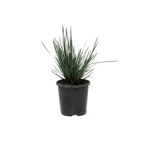 140mm Lomandra Cracker Jack - Lomandra Confertifolia Rubiginosa