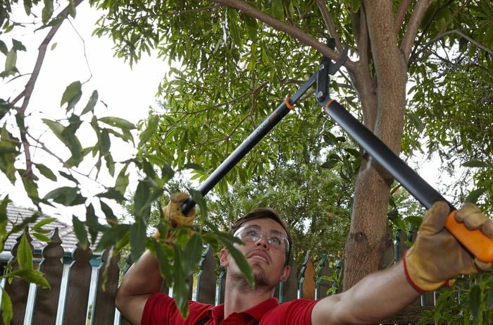 Person wearing safety glasses and gloves to prune a large twig off a tree.