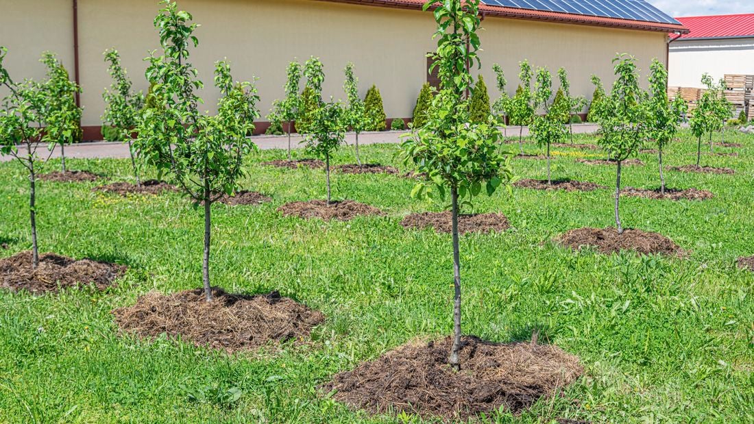 An orchard of young dwarf fruit trees