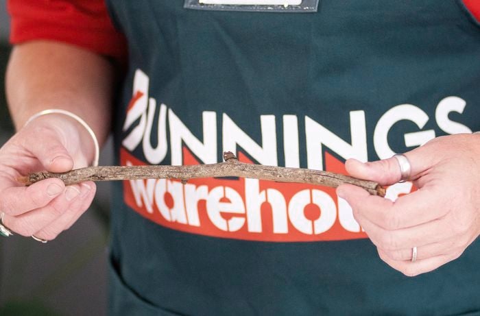 A Bunnings team member holding a stick.