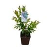 2L Fruiting Blueberry - Assorted
