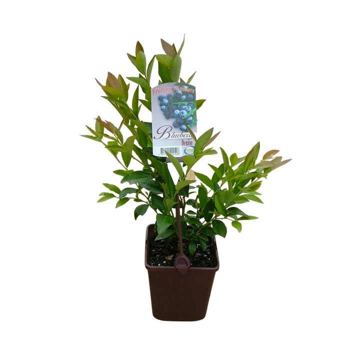 2L Fruiting Blueberry - Assorted