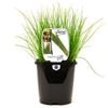 125mm Food for Life Range Chives - Allium schoenoprasum