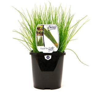 125mm Food for Life Range Chives - Allium schoenoprasum