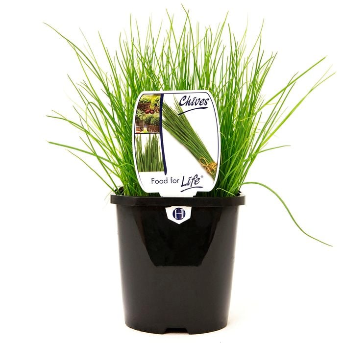 125mm Food for Life Range Chives - Allium schoenoprasum