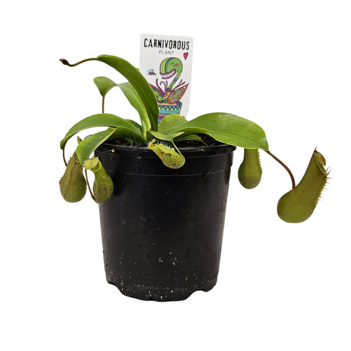 120mm Carnivorous Pitcher Plant - Nepenthe alata