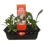 Punnet Asian Oriental Greens - Grow Your Own Range