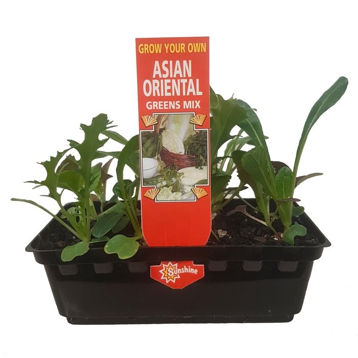 Punnet Asian Oriental Greens - Grow Your Own Range