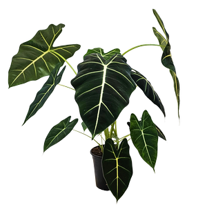 170mm Alocasia Frydek - Alocasia micholitziana