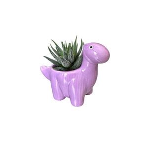 60mm Mixed Succulent in Ceramic Dinosaur Pot