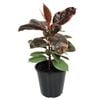 70mm Rubber Tree - Ficus elastica Ruby
