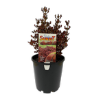 180mm Coprosma Pacific Sunset - "Coprosma repens"