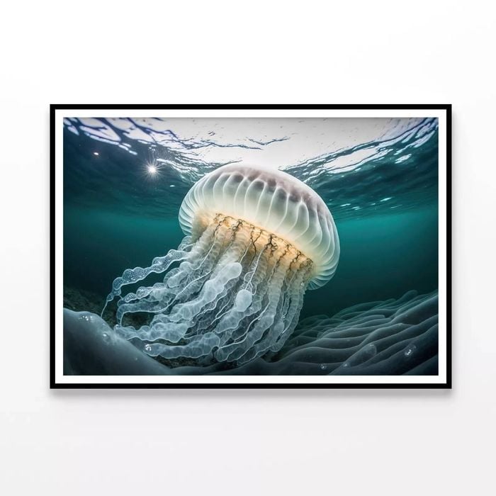White Jellyfish Floating  Print 100% Australian Made 90x60cm  (Poster)