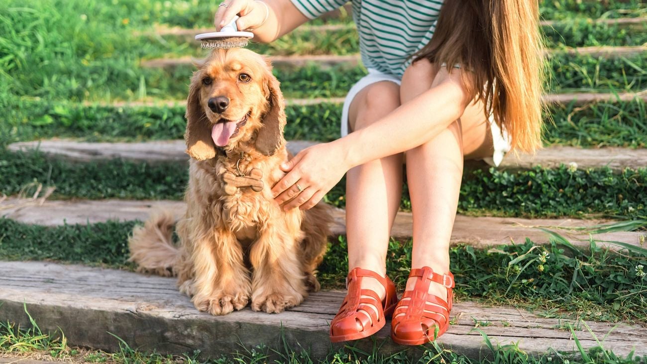 A person sitting on outdoor steps brushes the head of a long‑haired dog to reduce dog shedding and keep the coat healthy.