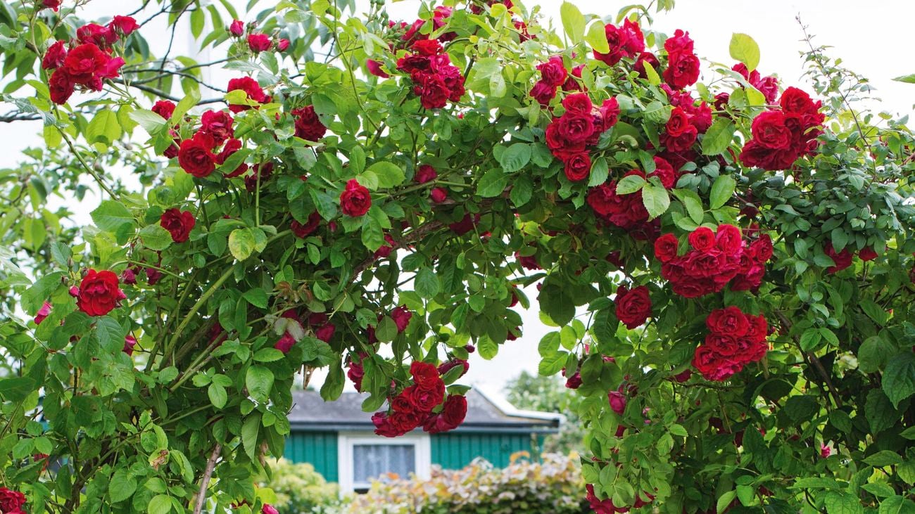 Red flowers climb over gateway forming an entryway over a wooden fence.