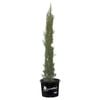330mm Pencil Pine - Cupressus sempervirens Glauca