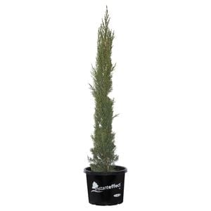 330mm Pencil Pine - Cupressus sempervirens Glauca