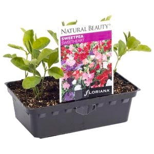 Sweet Pea Sweetheart Punnet - Lathyrus odoratus