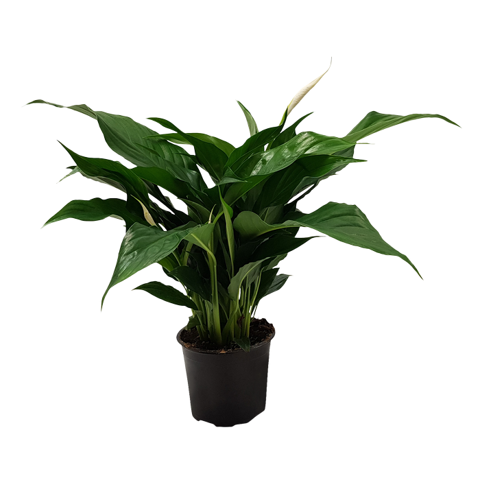 120mm Peace Lily - Spathiphyllum wallisii