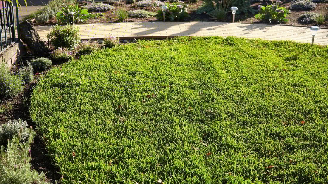 Wide shot of a grassy lawn next to a paved path.