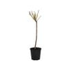 6L Plant Peach Dwarf Pixzee