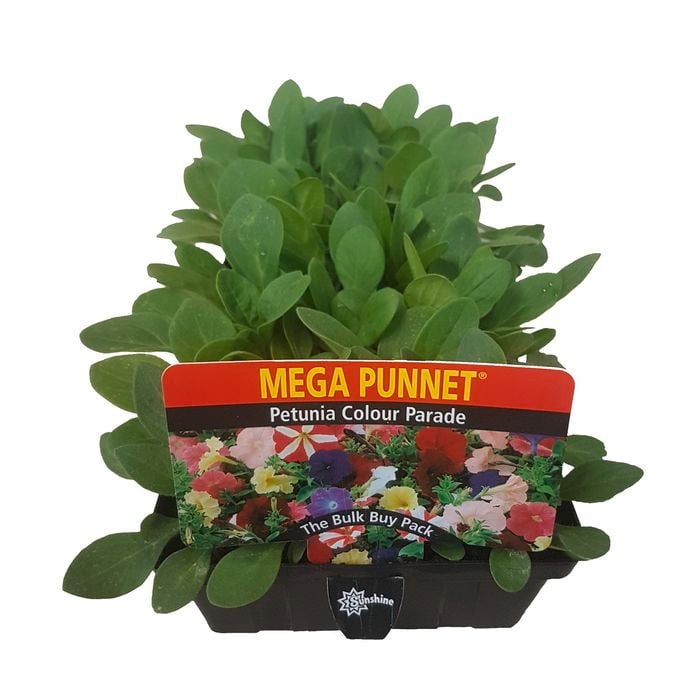 Mega Punnet Petunia Colour Parade - Petunia x hybrida