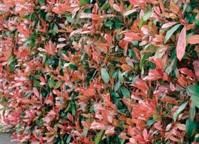 Photinia hedge plant with dark green foliage and red new leaf growth