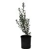 140mm Philotheca Flower Girl