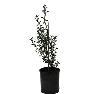 140mm Philotheca Flower Girl