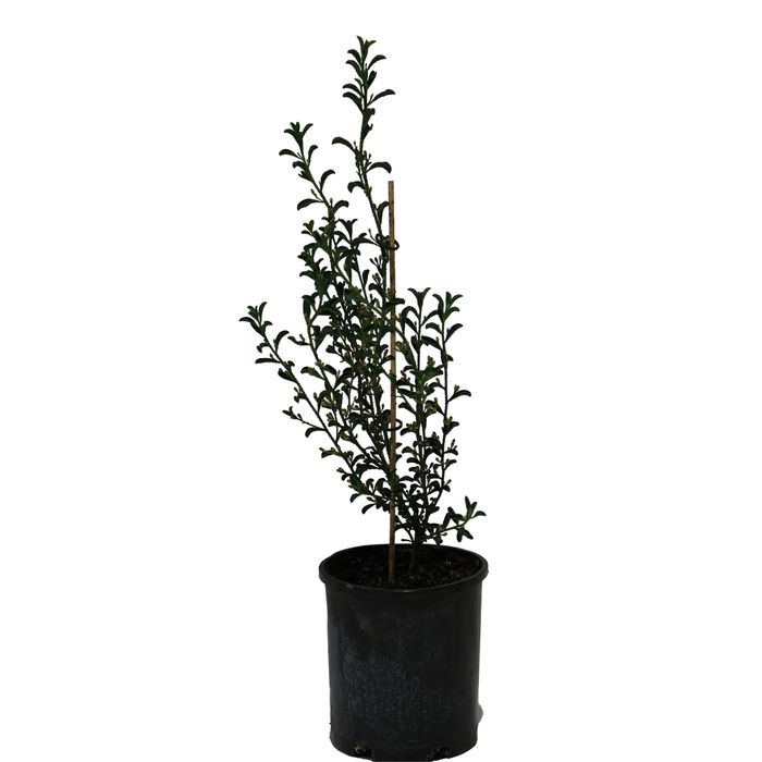 140mm Philotheca Flower Girl